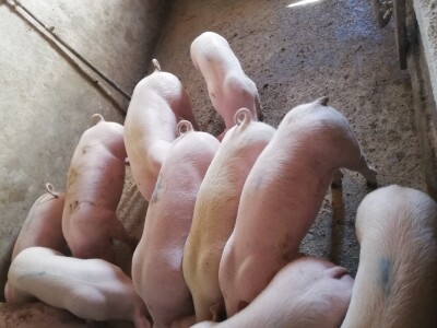 Podravski svinjogojci ugostili slovačke kolege - kod njih nema prakse klanja na OPG-u