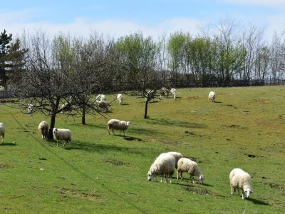 Podrška mladim poljoprivrednicima