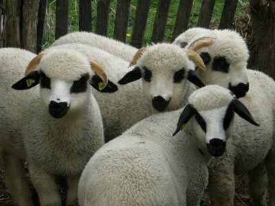 Podrška mladim poljoprivrednicima