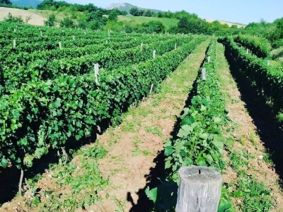 Podrum Kratina Sićevo