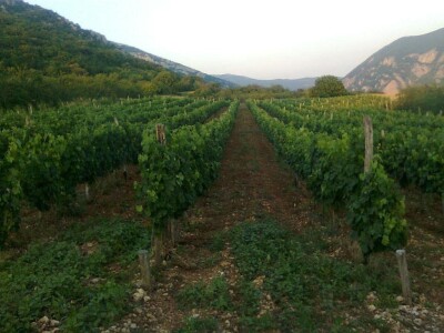 Podrum Kratina Sićevo