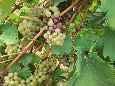 Podrum Vivodina - Josip Vrbanek