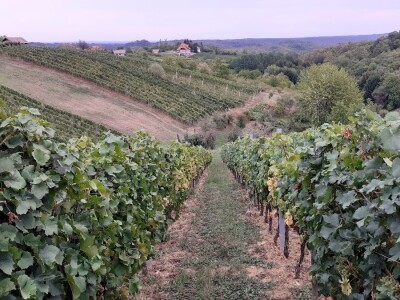Podrum Vivodina - Josip Vrbanek
