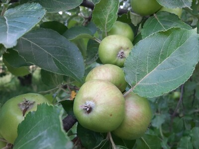 Podsticajna sredstva za poljoprivredu