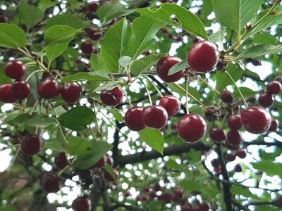 Podsticajna sredstva za poljoprivredu