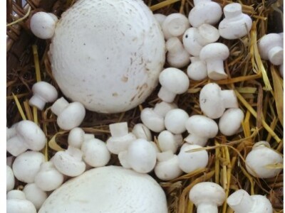 Uzgoj gljiva Križanić