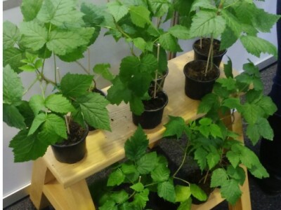 Regionalni centar za biološka istraživanja i razvoj Slavonski Brod - sadnice malina