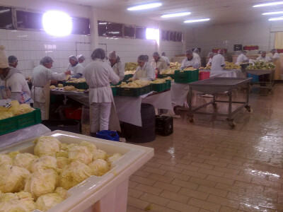 Proizvodni pogon porodice Ćulum