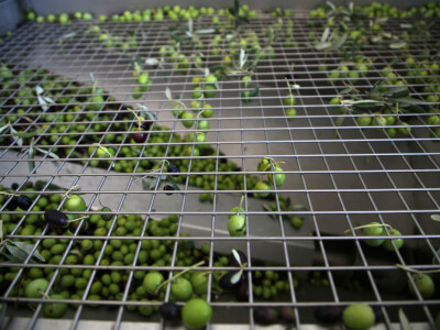 Pogon za preradu maslina i proizvodnju maslinovog ulja u Neumu Pogon za preradu maslina i proizvodnju maslinovog ulja u Neumu