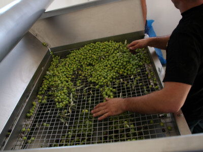 Pogon za preradu maslina i proizvodnju maslinovog ulja u Neumu Pogon za preradu maslina i proizvodnju maslinovog ulja u Neumu