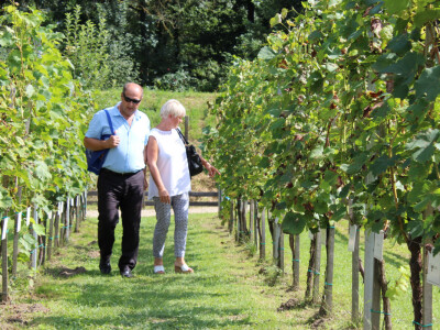 Pokazna parcela vinove loze