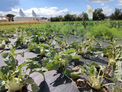 Ekološki dani polja u Gradišću-Biofeldtage 2021.