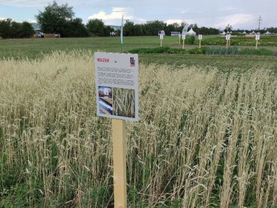 Ekološki dani polja u Gradišću-Biofeldtage 2021.