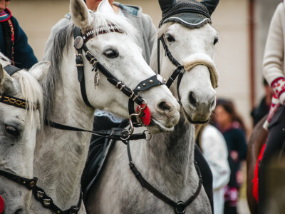 Pokladno jahanje u Branjinom Vrhu Pokladno jahanje u Branjinom Vrhu