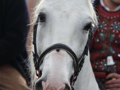 Pokladno jahanje u Tenji