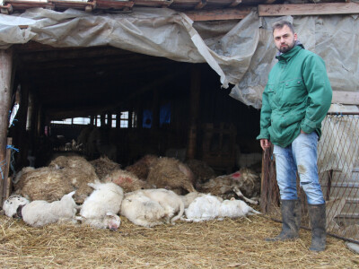 Enver-Demiraca-pored poklanih-ovaca