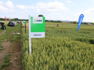 Pokus ozime pšenice na parcelama Alena Šopara