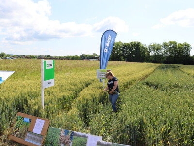 Pokus ozime pšenice na parcelama Alena Šopara