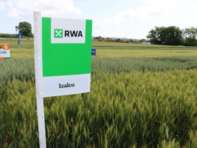 Pokus ozime pšenice na parcelama Alena Šopara