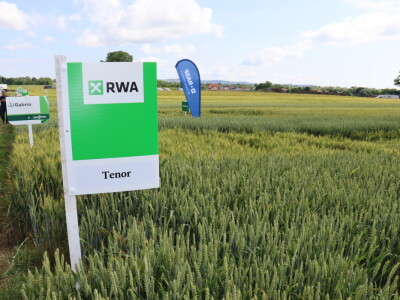 Pokus ozime pšenice na parcelama Alena Šopara