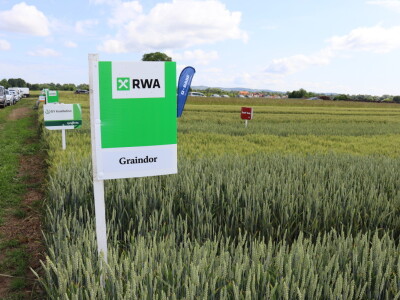 Pokus ozime pšenice na parcelama Alena Šopara