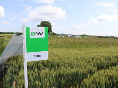 Pokus ozime pšenice na parcelama Alena Šopara