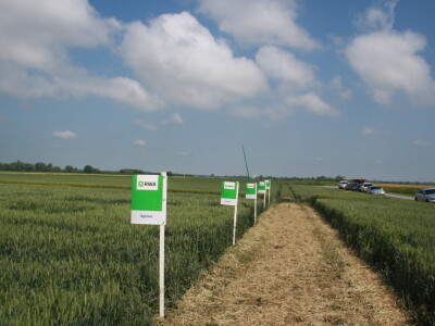 Pokus RWA pšenica na polju tvrtke Artos