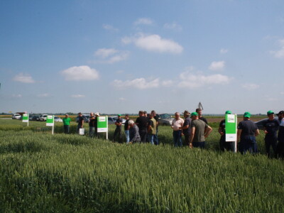 Pokus RWA pšenica na polju tvrtke Artos