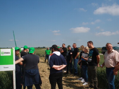 Pokus RWA pšenica na polju tvrtke Artos