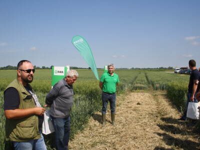 Pokus RWA pšenica na polju tvrtke Artos