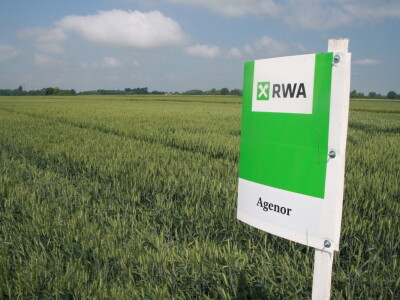 Pokus RWA pšenica na polju tvrtke Artos