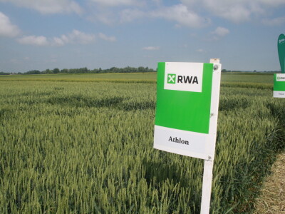 Pokus RWA pšenica na polju tvrtke Artos