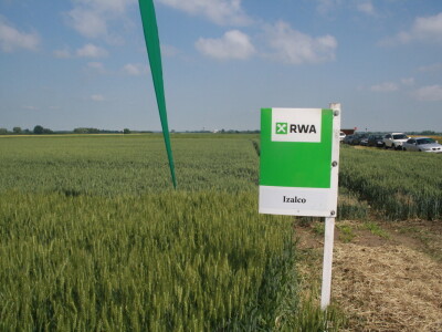 Pokus RWA pšenica na polju tvrtke Artos