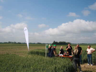 Pokus RWA pšenica na polju tvrtke Artos