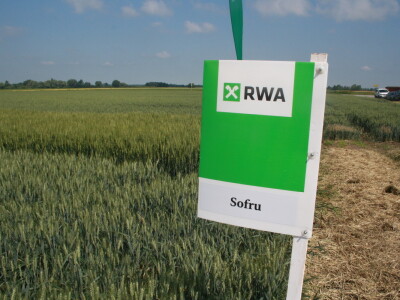 Pokus RWA pšenica na polju tvrtke Artos