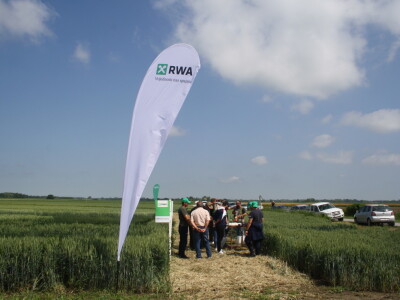 Pokus RWA pšenica na polju tvrtke Artos