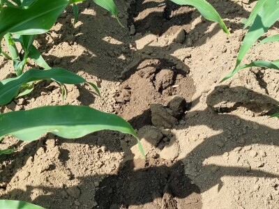 Pokusi navodnjavanja kukuruza Rivulis sistemima "kap po kap"