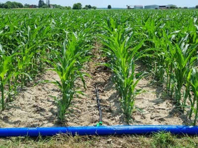 Pokusi navodnjavanja kukuruza Rivulis sistemima "kap po kap"