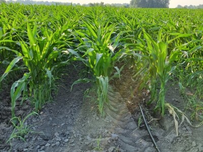 Pokusi navodnjavanja kukuruza Rivulis sistemima "kap po kap"