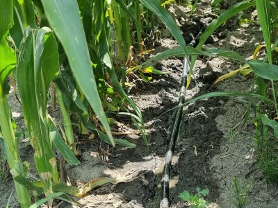 Pokusi navodnjavanja kukuruza Rivulis sistemima "kap po kap"