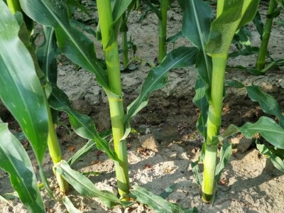 Pokusi navodnjavanja kukuruza Rivulis sistemima "kap po kap"