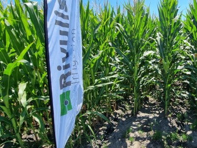 Pokusi navodnjavanja kukuruza Rivulis sistemima "kap po kap"