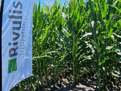Pokusi navodnjavanja kukuruza Rivulis sistemima "kap po kap"