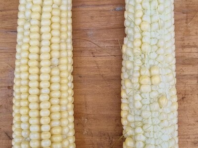 Pokusi navodnjavanja kukuruza Rivulis sistemima "kap po kap"