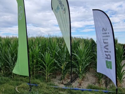 Pokusi navodnjavanja kukuruza Rivulis sistemima "kap po kap"