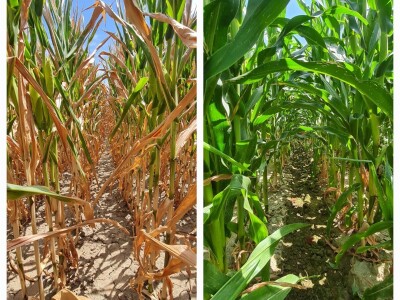 Pokusi navodnjavanja kukuruza Rivulis sistemima "kap po kap"