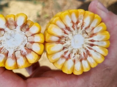 Pokusi navodnjavanja kukuruza Rivulis sistemima "kap po kap"