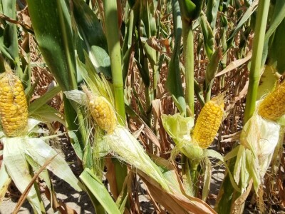 Pokusi navodnjavanja kukuruza Rivulis sistemima "kap po kap"