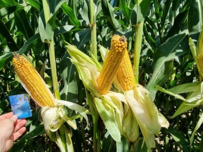 Pokusi navodnjavanja kukuruza Rivulis sistemima "kap po kap"