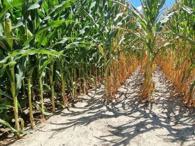 Pokusi navodnjavanja kukuruza Rivulis sistemima "kap po kap"